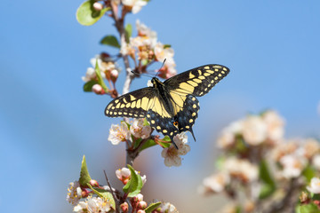 Desert Swallowtail (Papilio polyxenes coloro), Desert apricot