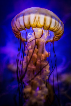 Jellyfish