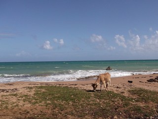 Fototapeta na wymiar Vache à la plage