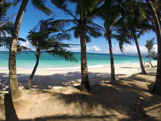 Exotic beach with palm trees