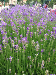 Lavender flowers in town
