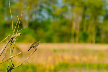 Female red-winged blackbird perched on a branch looking to the right at a wetland in Culver, Indiana