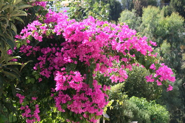 Fototapeta premium Blumen