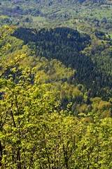 Fototapeta premium Schwarzwald, Wälder und Wald von oben aus der Vogelperspektive. Forstwirtschaft und Aufforstung. 