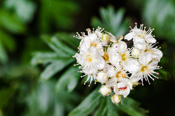 Real white flower in bloom with a heart shape 