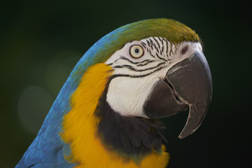 Colorful macaw