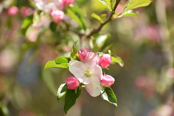 Fototapeta na wymiar Apple blossom in Vermont