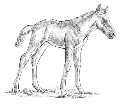 Foal vector hand drawing illustration