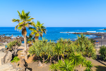 Tropical plants on coastal promenade in Punta Brava near Puerto de la Cruz town, Tenerife, Canary Islands, Spain © pkazmierczak