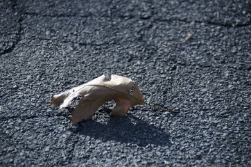Dried brown leaf on the road in a Connecticut Winter
