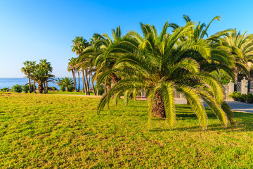 Fototapeta na wymiar Palm trees in Costa Adeje town park, Tenerife, Canary Islands, Spain