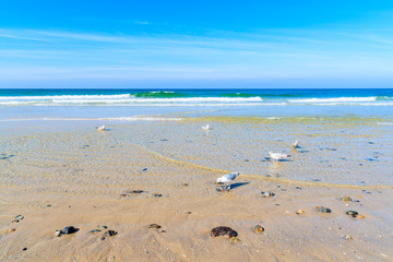 Seagulls in water on Kampen beach, Sylt island, North Sea, Germany