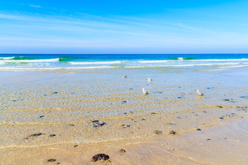 Seagulls in water on Kampen beach, Sylt island, North Sea, Germany