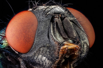 Portrait of a common green bottle fly magnified through a microscope objective © mandritoiu