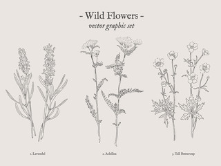 Wild flowers, Lavendel, Achillea, Tall Buttercup retro drawings collection © iliy_z