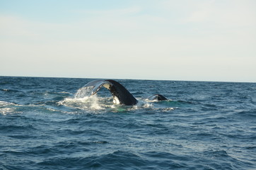 Fototapeta premium Wal