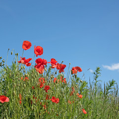 Klatschmohn, Papaver rhoeas, Mohnblumen