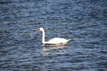 A lonely swan