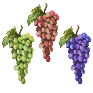 Watercolor hand drawn illustration of bunch of grapes.