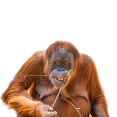 Eating Asian orangutan isolated at white background © neurobite