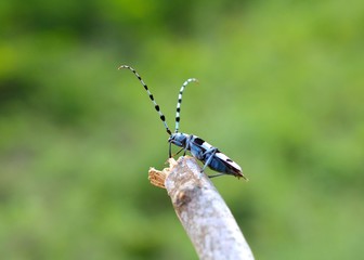  Rosalia alpina L male Coleoptera, Cerambycidae