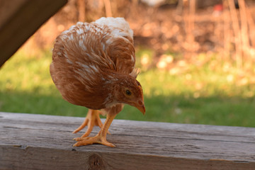 Golden Comet pullet