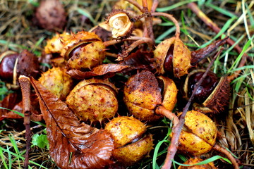 Conkers in shell. Horse chestnut tree seeds in german garden.
