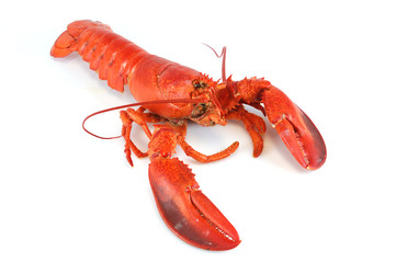single cooked red lobster isolated on white background