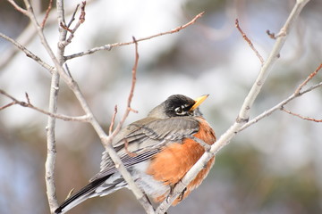Robin