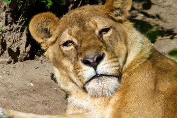 muzzle wild animal adult lioness resting