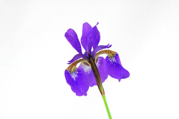 purple Iris flower isolated on white background