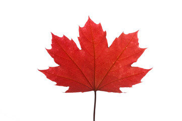 red maple leaf isolated on white background