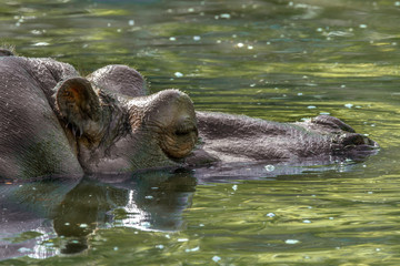 large mammal of a wild animal, hippopotamus in water