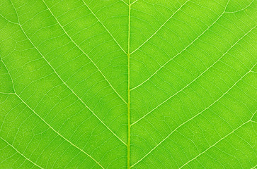 close up on green leaf texture background