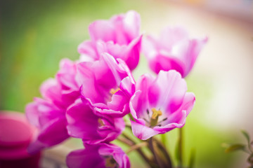 Pink tulips close-up