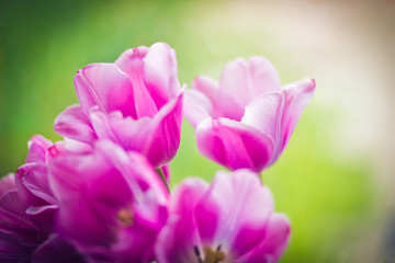 Fototapeta na wymiar Pink tulips close-up