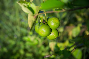 Lemon in a wooden floor