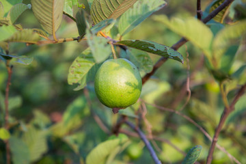 Guava Tree in Garden
