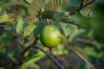 Guava Tree in Garden