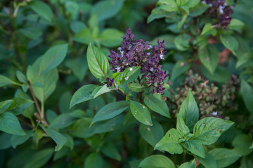 Leaves Sweet basil or genus Ocimum (Thai Herb)