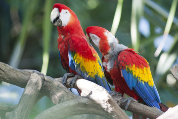 Naklejka na ściany i meble Beautiful Macaw Parrot, Guacamaya, Ara ararauna portrait in the wild, Yumka Park, Mexico, Tabasco, Villahermosa.