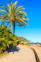 Palm tree on coastal promenade in Cala San Vicente bay, Ibiza island, Spain
