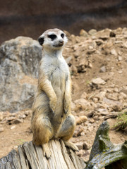 Meerkat, Suricata suricatta, female on patrol