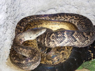 Fototapeta premium Jamaican boa, Epicrates subflavus, is an endemic jamajka