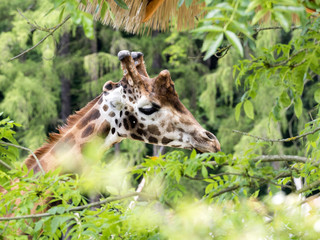 Portrait the male of Baringo Giraffe, Giraffa camelopardalis Rothschildi