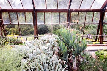Greenhouse Plants