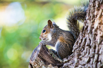 Naklejka na ściany i meble Squirrel eating a nut