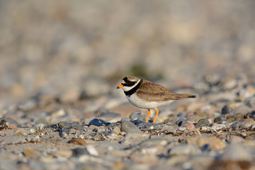 Sandregenpfeifer am Strand im Abendlicht - während der Brutzeit