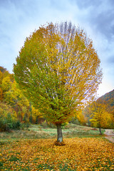 Lonely beautiful autumn tree. Autumn Landscape.