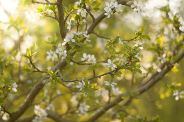 Flowering plum tree with sunlight. The plum blossom. Selective focus
